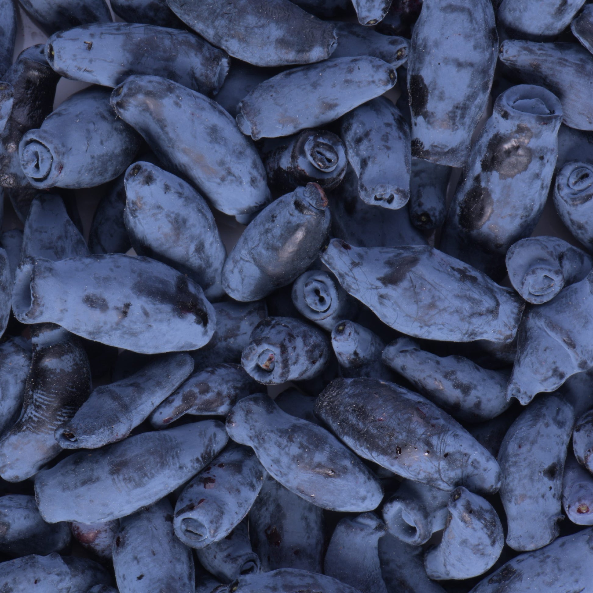 blue haskap berries