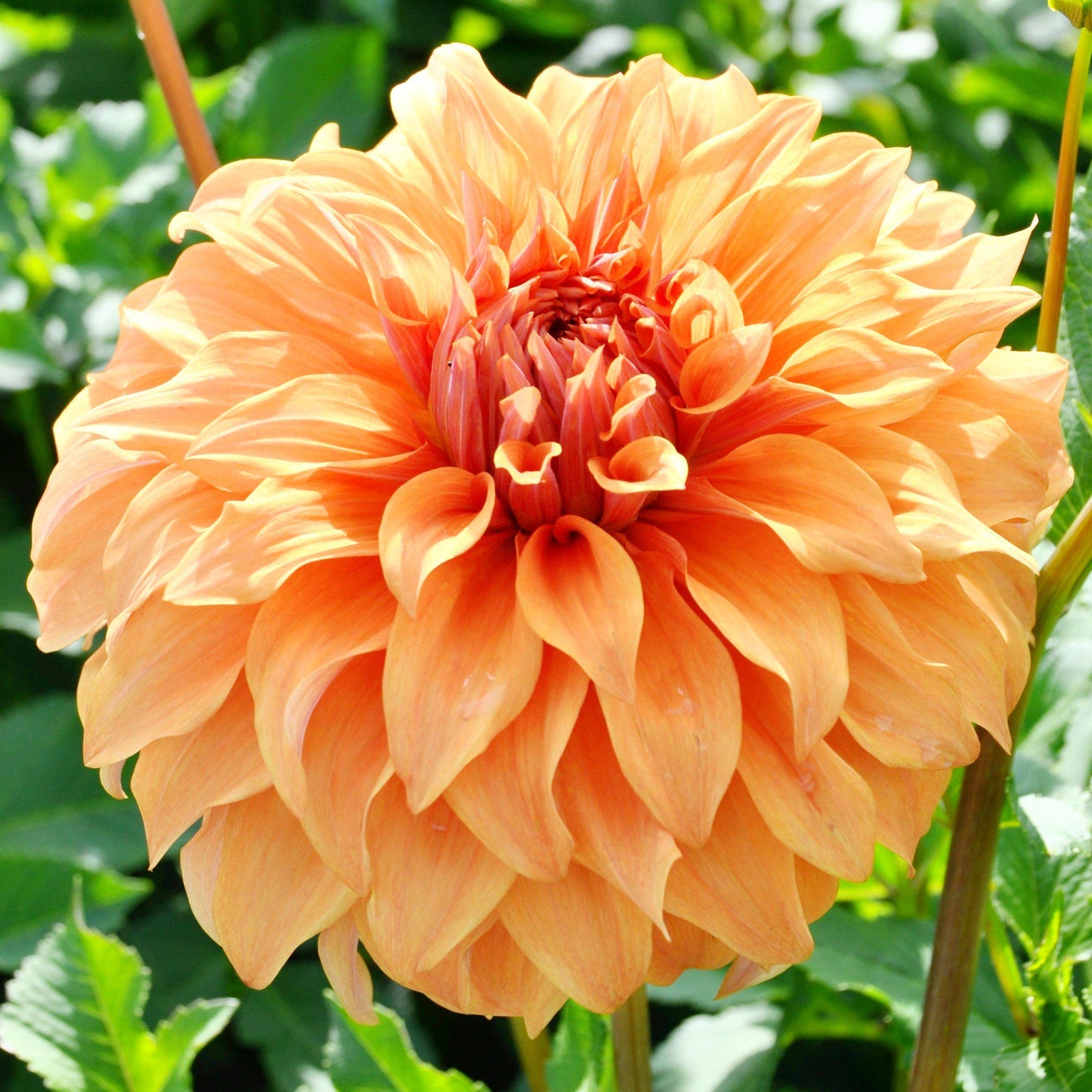 Orange Peach Dahlia Bulbs