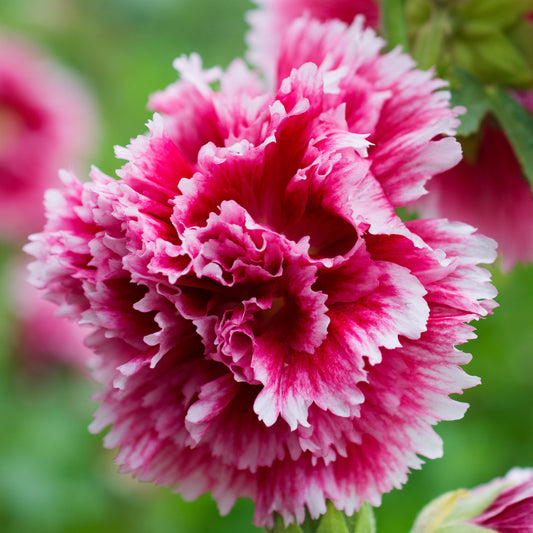 Fiesta Time Hollyhock