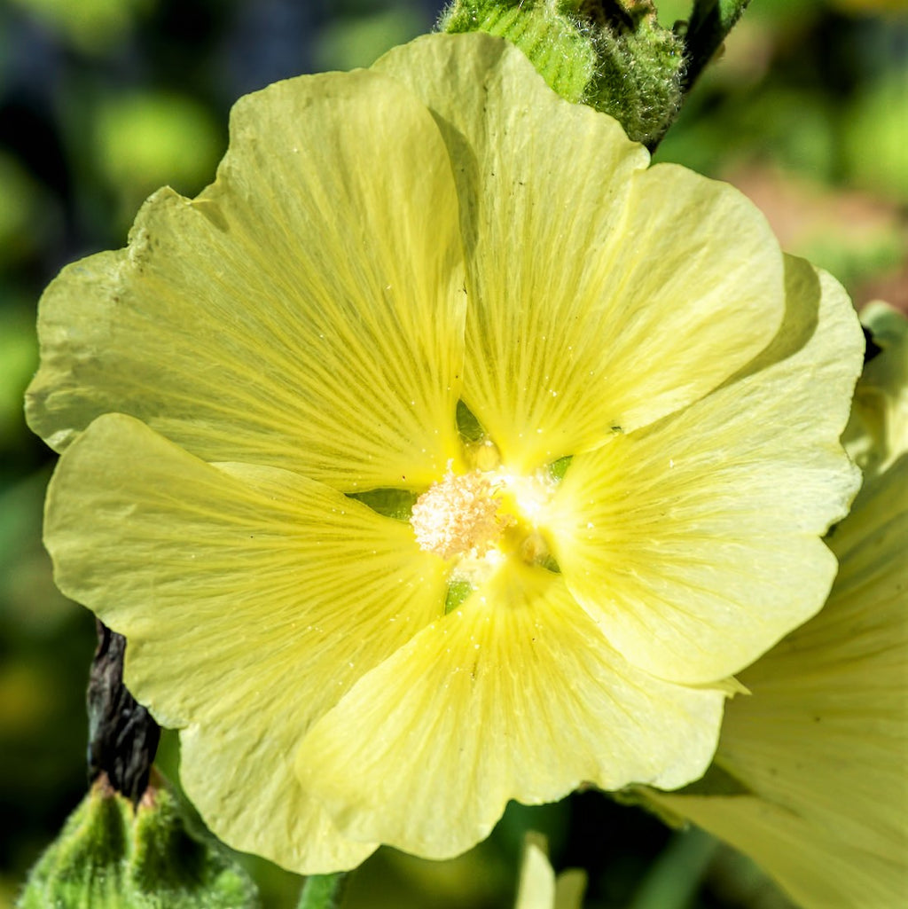 Yellow Hollyhock Flowers