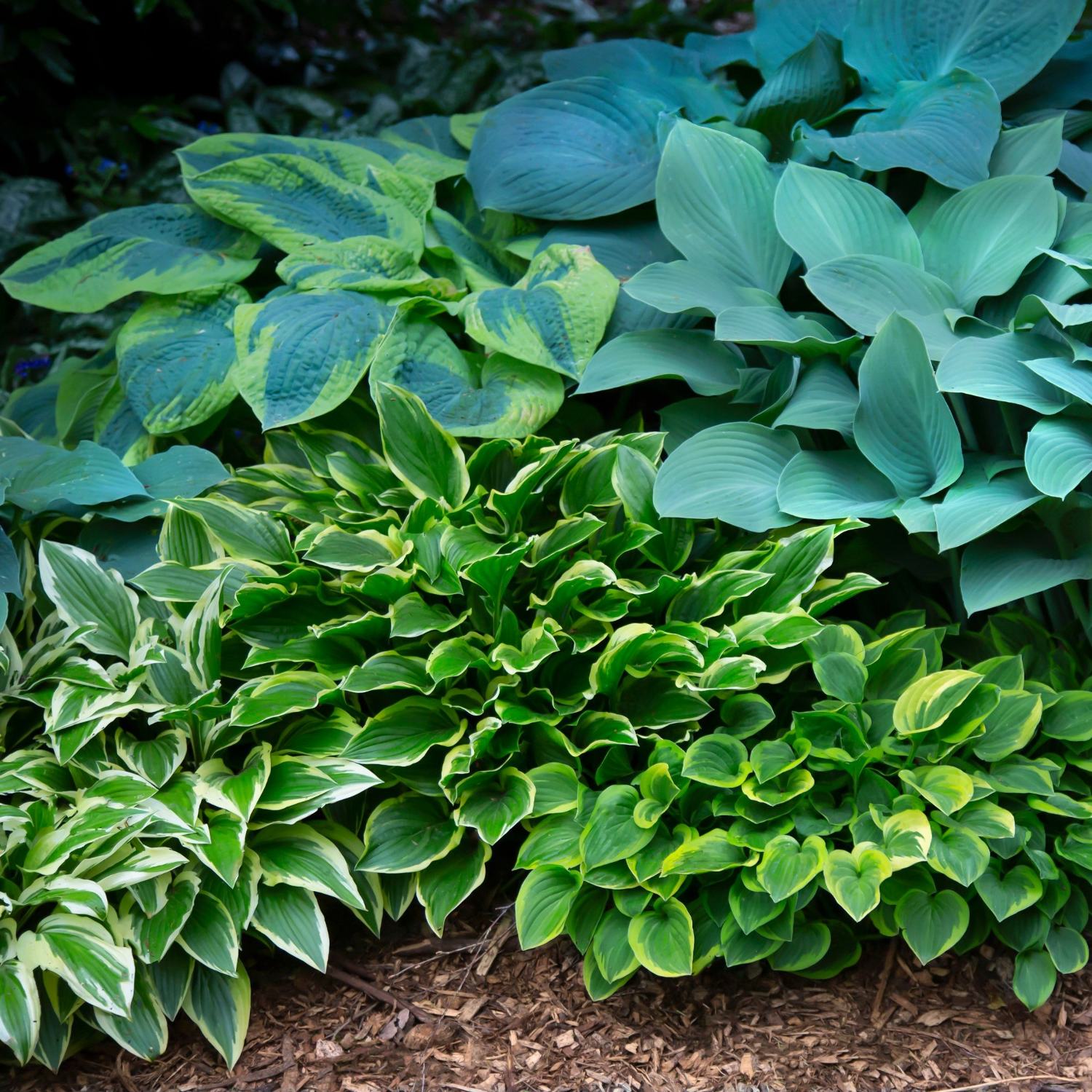 hosta mix