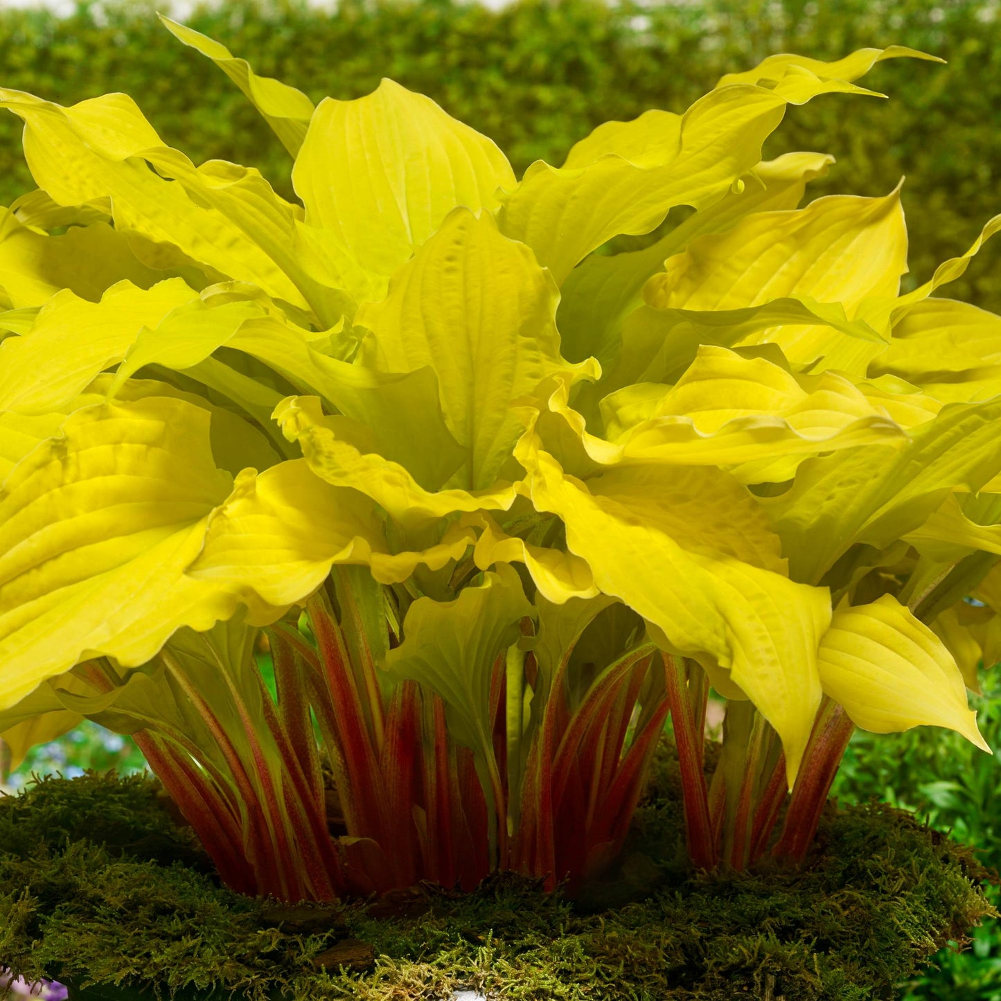 Bright yellow foliage of Hosta Lipstick Blonde