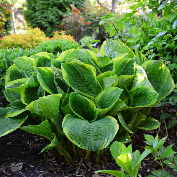 Dark Green Hosta Plants For Sale Online | Christmas Tree – Easy To Grow ...