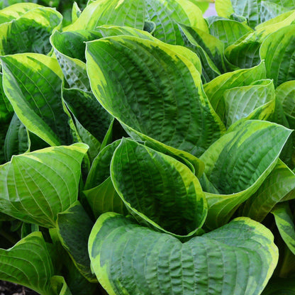 Hosta Christmas Tree