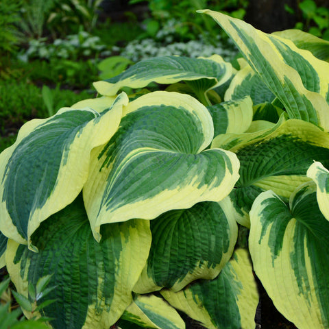 Hostas Planting Guide – Easy To Grow Bulbs