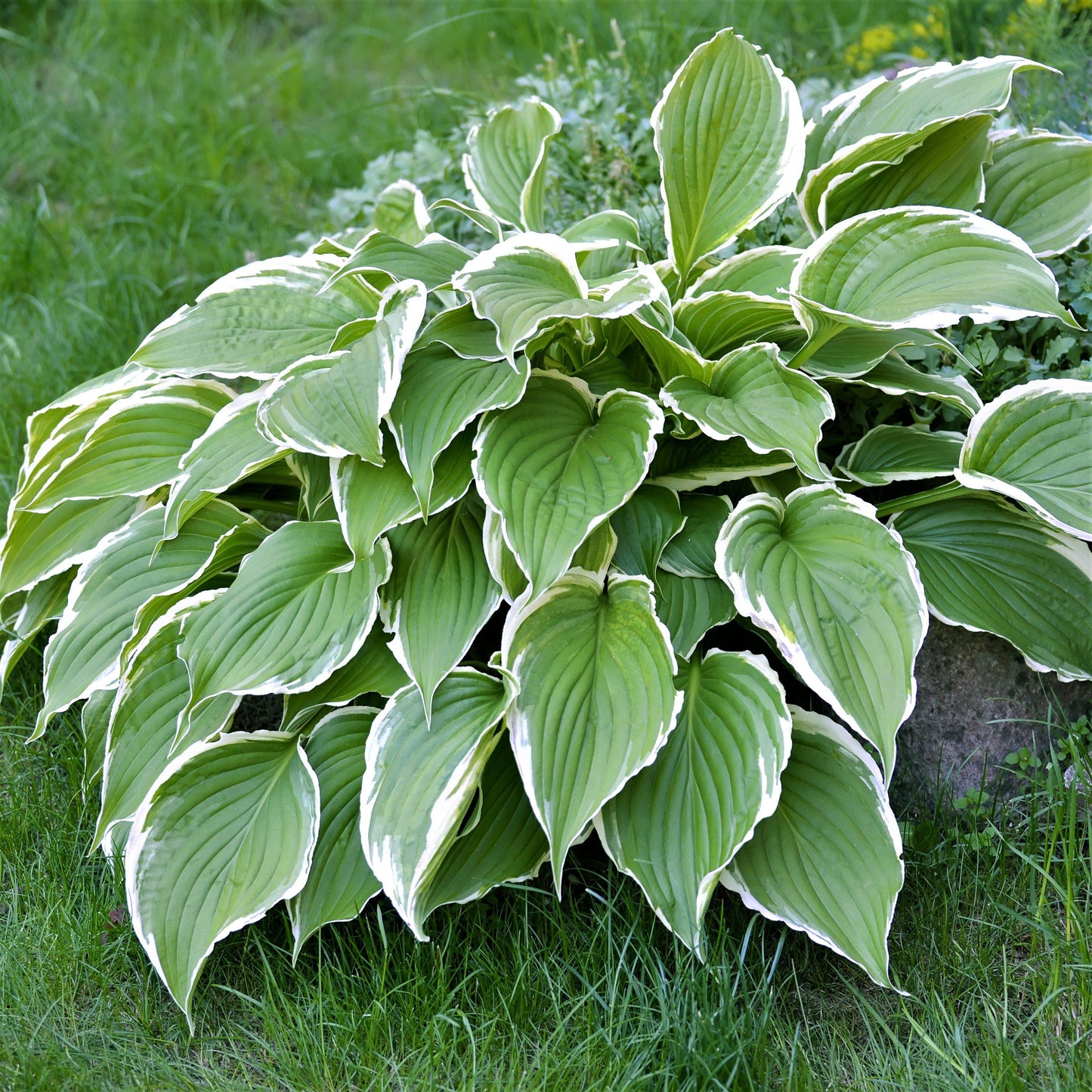 Hosta Francee Plant - Variegated