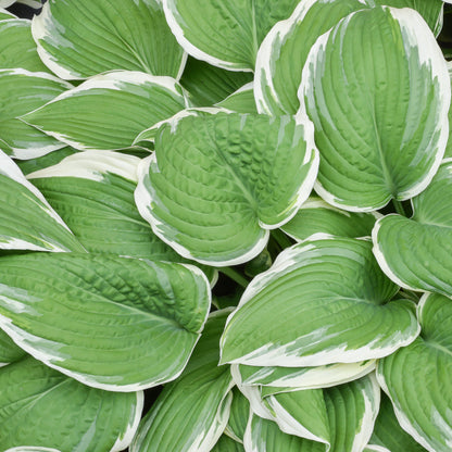 Variegated hosta Francee