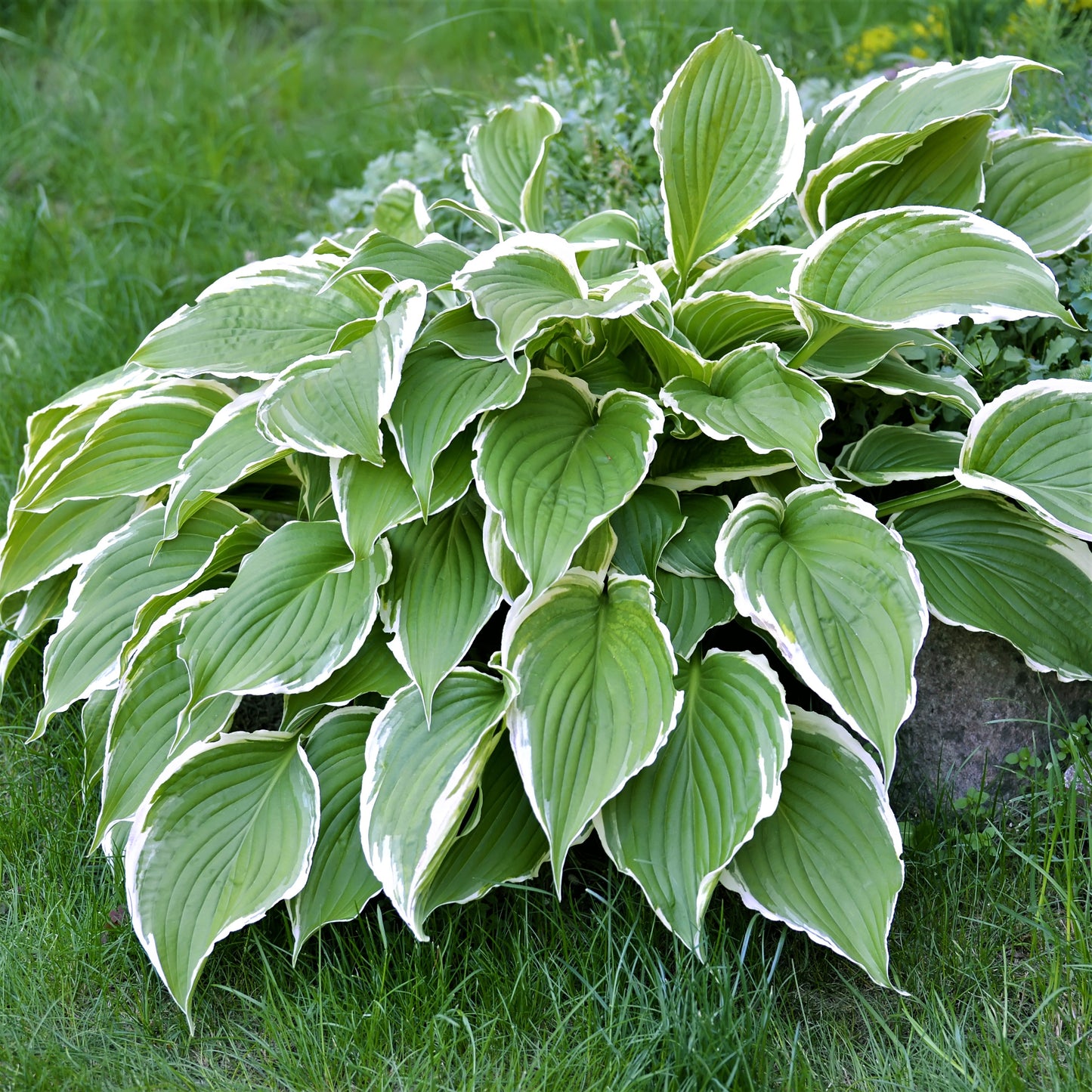 Hosta - Made in the Shade Collection