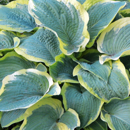 Variegated Hosta Frances Williams