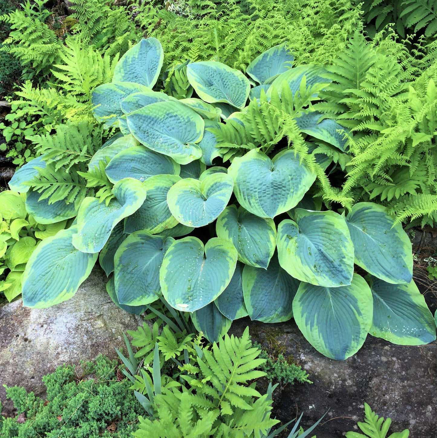 Hosta Frances Williams