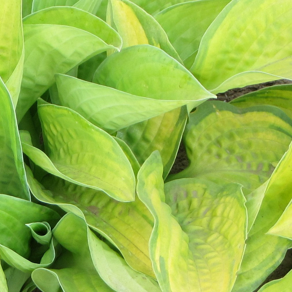 Hosta Paradigm