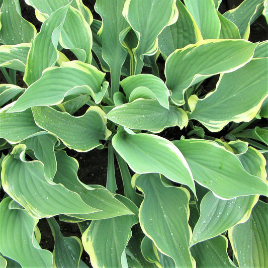 Hosta Regal Splendor