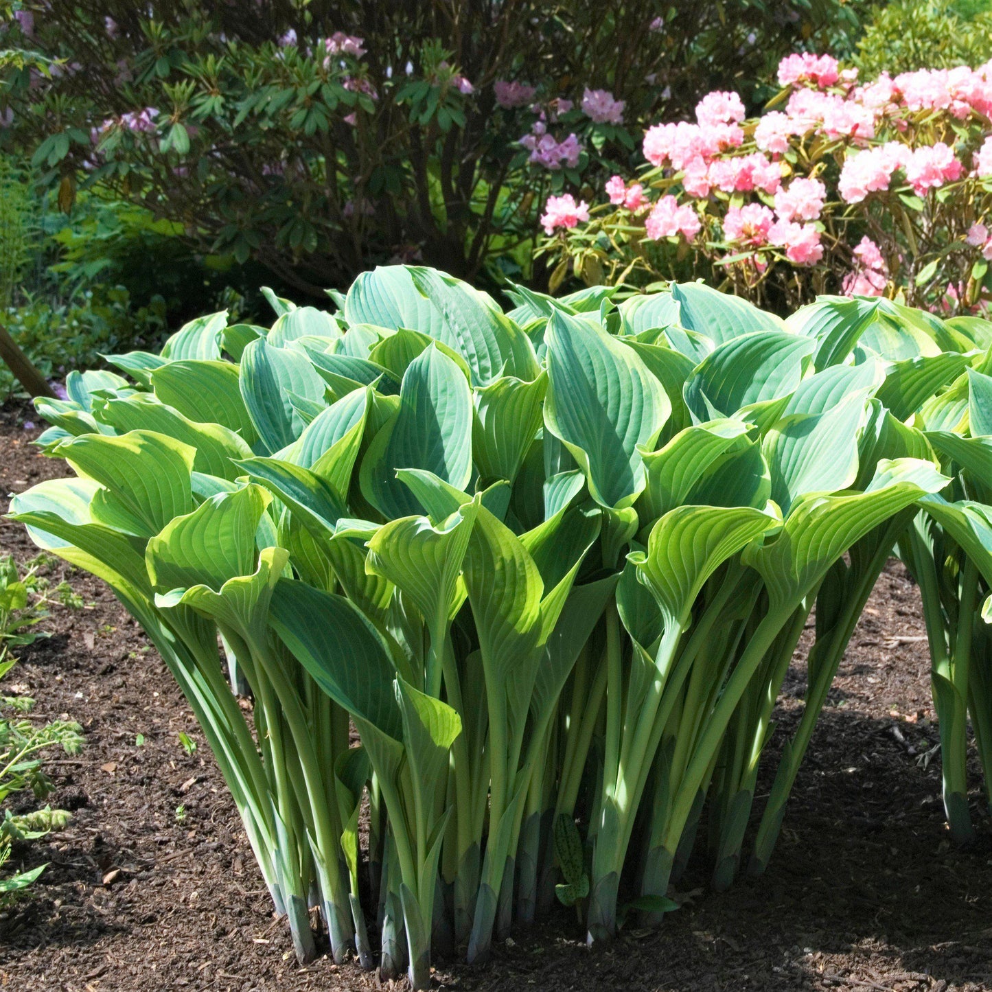 View of Hosta Regal Splendor