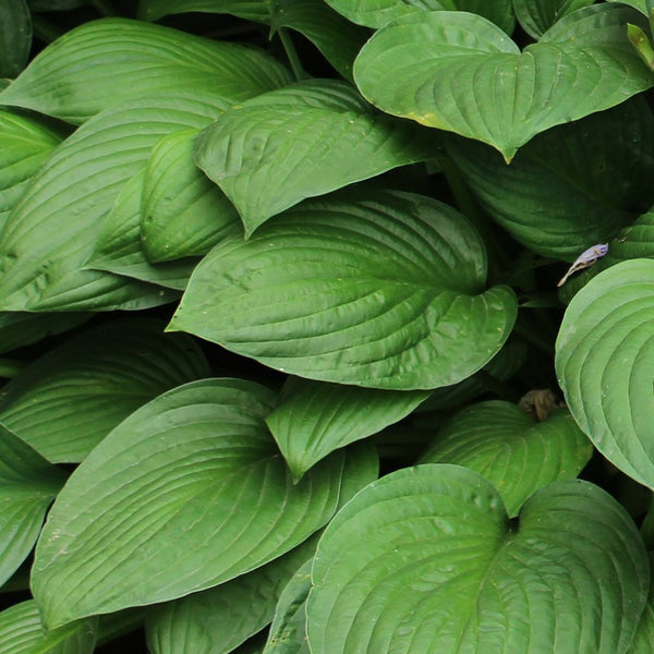 Hosta Bulbs for Sale Online – Easy To Grow Bulbs