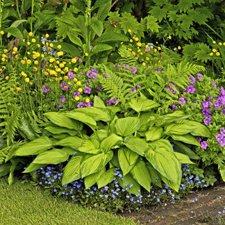 Elegant Hosta Plants For Sale Online | Stained Glass | Sun Tolerant ...