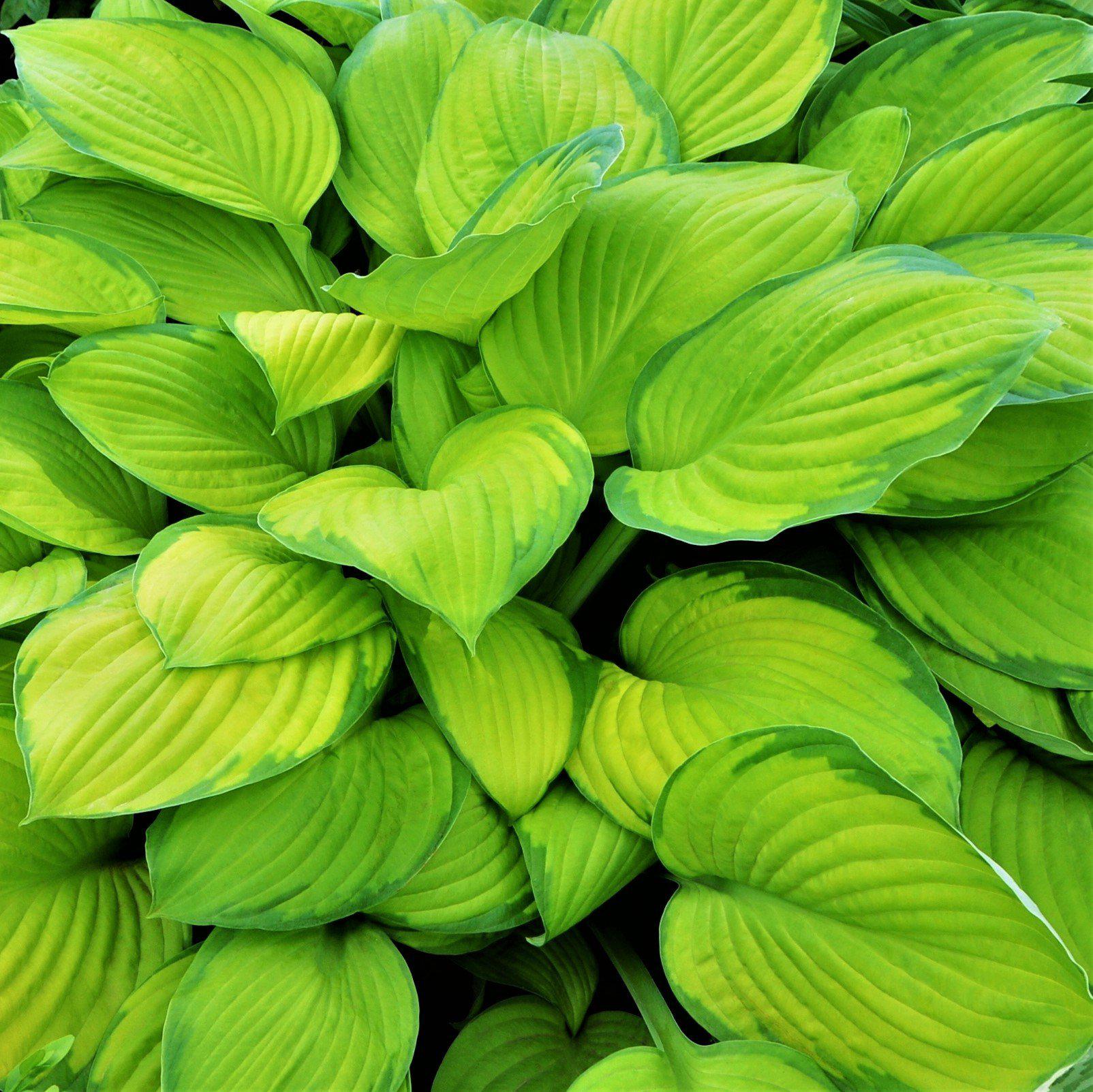 Hosta Stained Glass