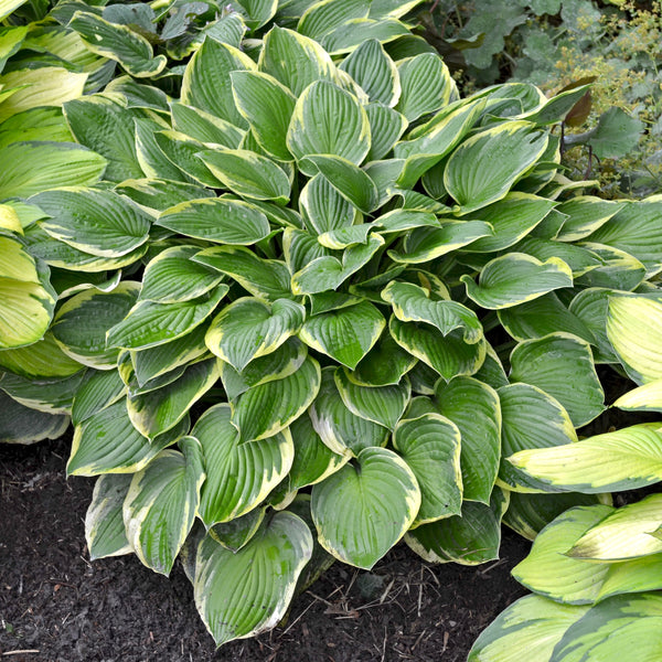 Mixed Hosta Plants For Sale | Made in the Shade Collection – Easy To ...