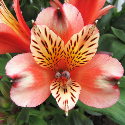 Peach Alstroemeria Inca 'Husky'