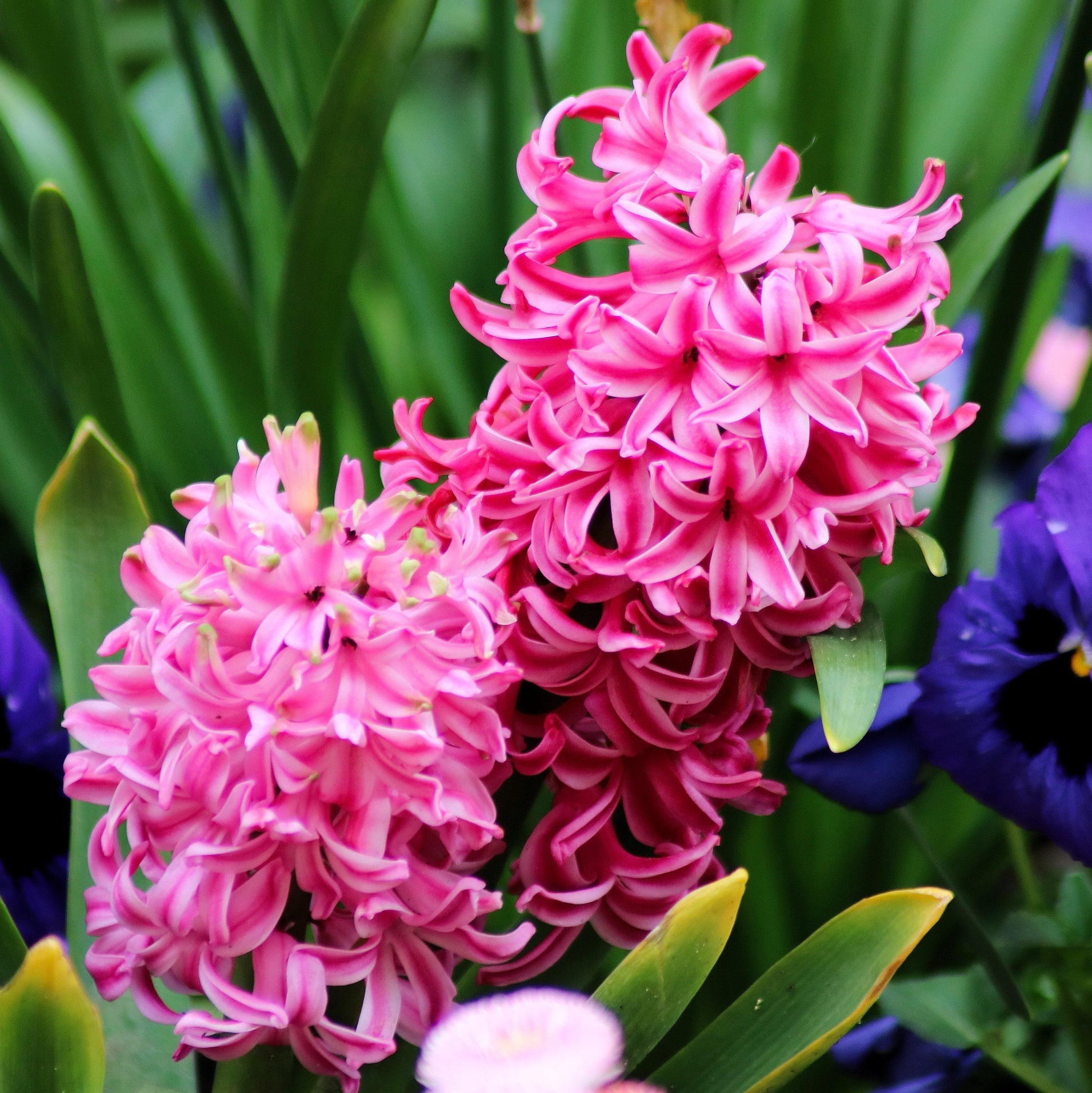 Pink Hyacinth Flowers