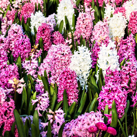 Deer Resistant Hyacinth Bulbs for Sale – Easy To Grow Bulbs