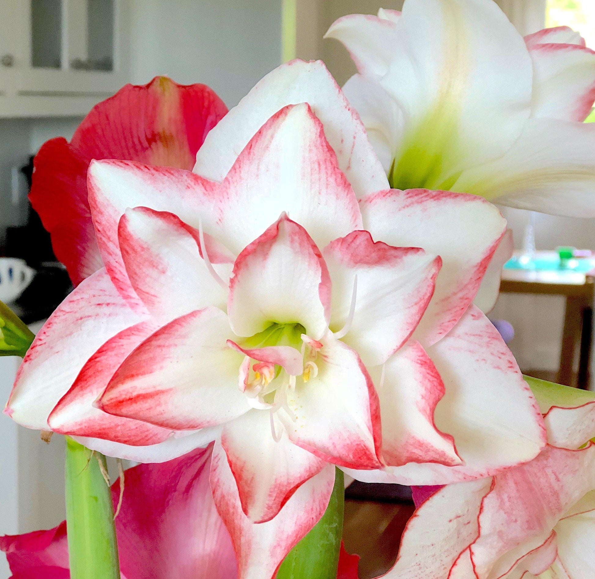 Star Amaryllis Blossom Peacock