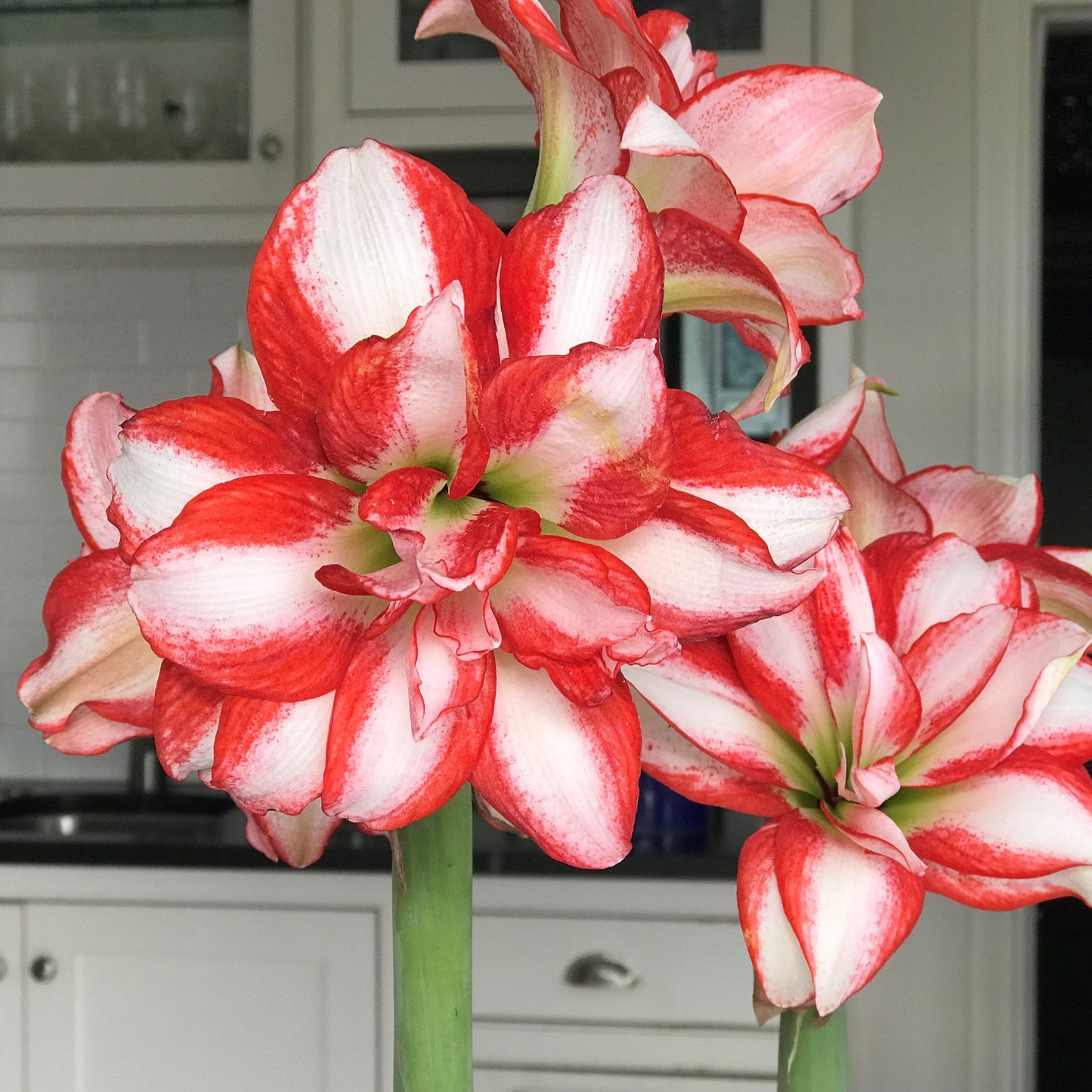 Candy Cane Amaryllis