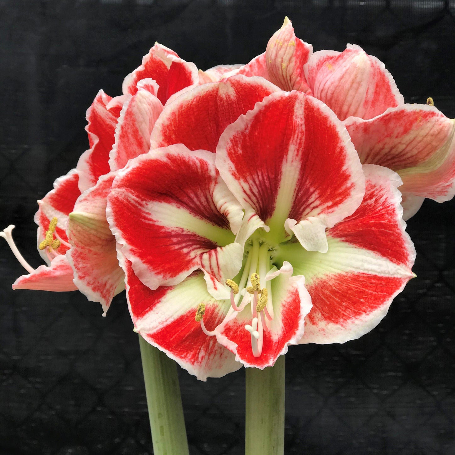 Amaryllis Samba Flowers