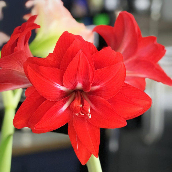 Red Double Bloom Amaryllis Bulbs For Sale 