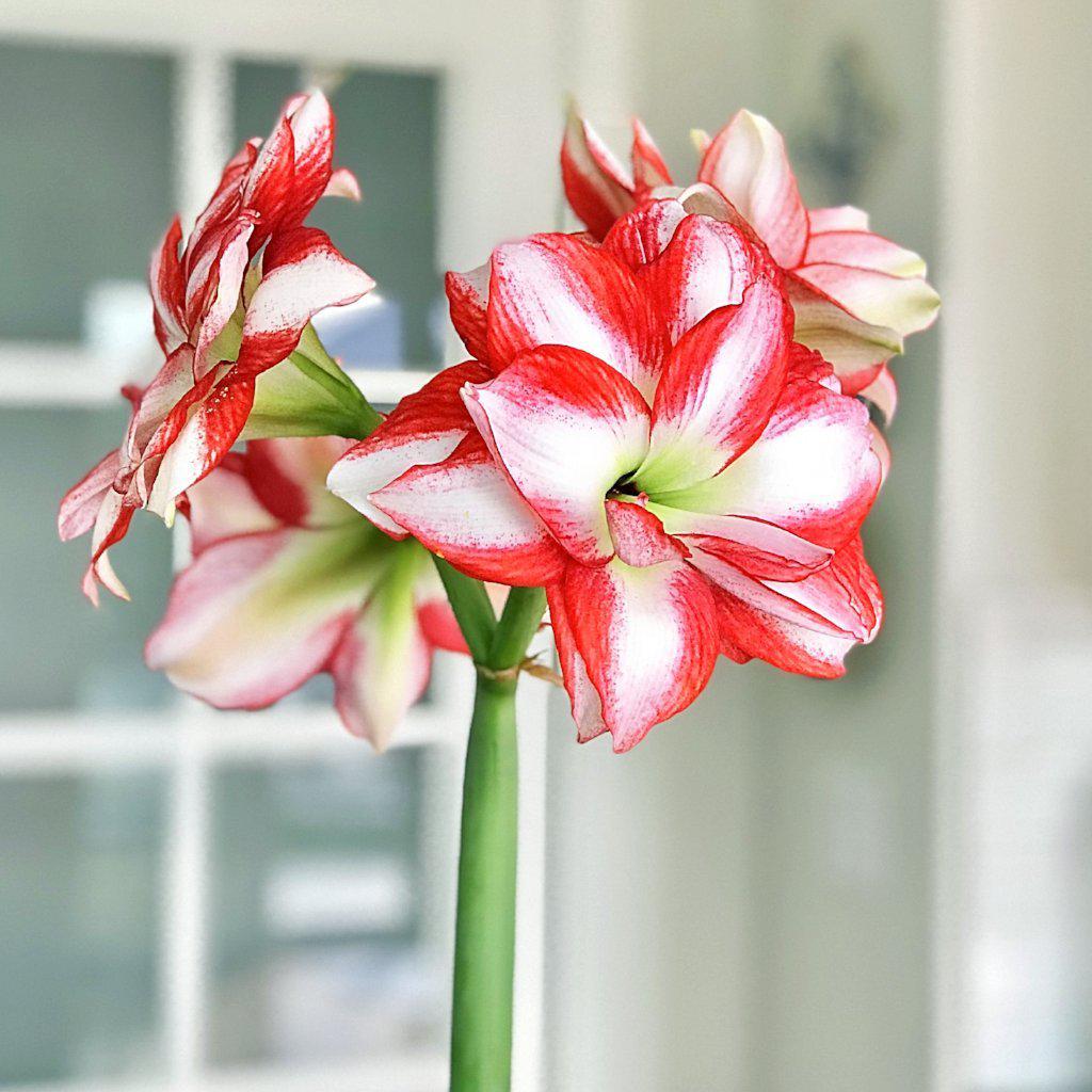 Huge Blooms of Amaryllis Exotic Peacock