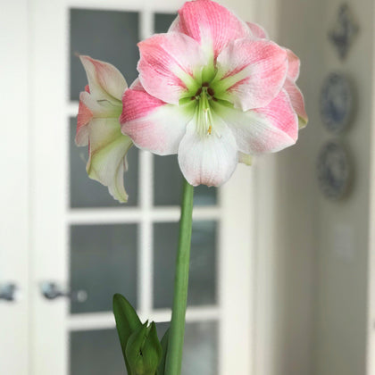 Pink & White Amaryllis Bulbs For Sale | Amaryllis Apple Blossom – Easy ...