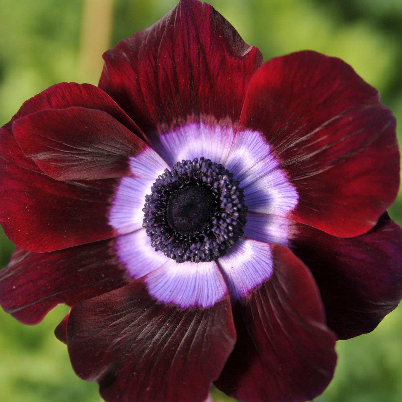 Captivating Multihued Mistral Bordeaux Italian Anemone