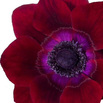 Wine Red Mistral Bordeaux Italian Anemone