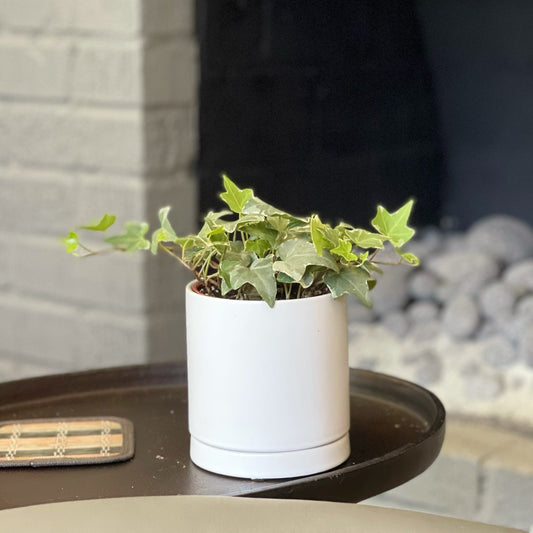 variegated ivy houseplant in a white pot