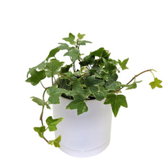 Hedera Eva White Green (Pot Size 13cm) - English Ivy - The Boma Garden  Centre