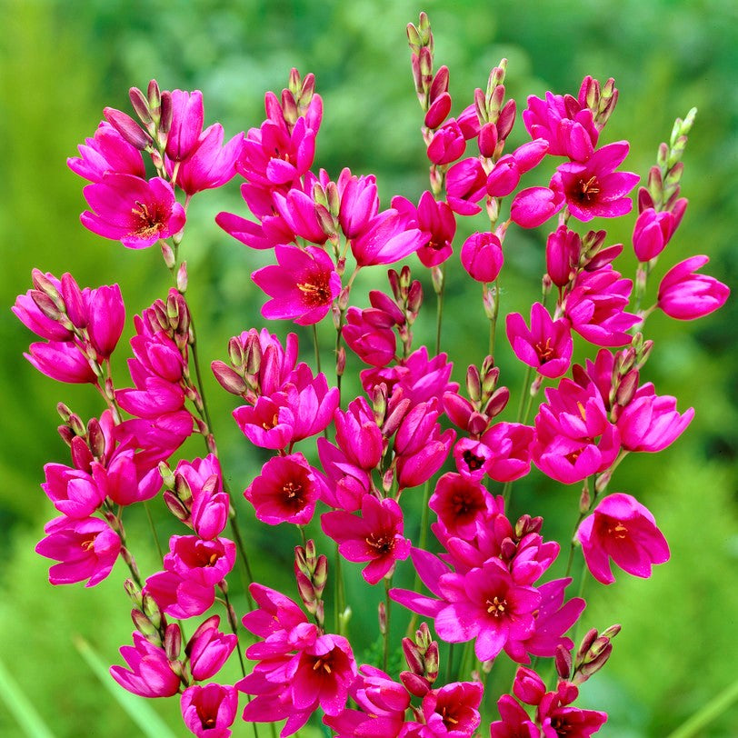 blooming magenta ixia flowers