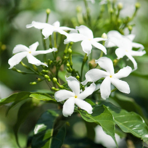 Jasmine Plants For Sale Online | Jasminum (Fragrant) – Easy To Grow Bulbs