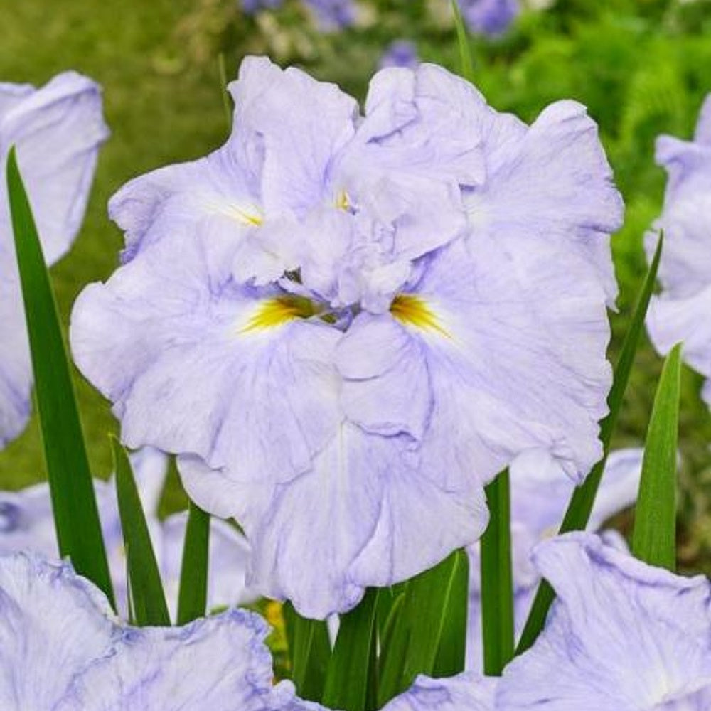 light blue iris Ice Cream