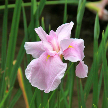 Single Pink Flower within Japanese Iris Zen Garden Mix