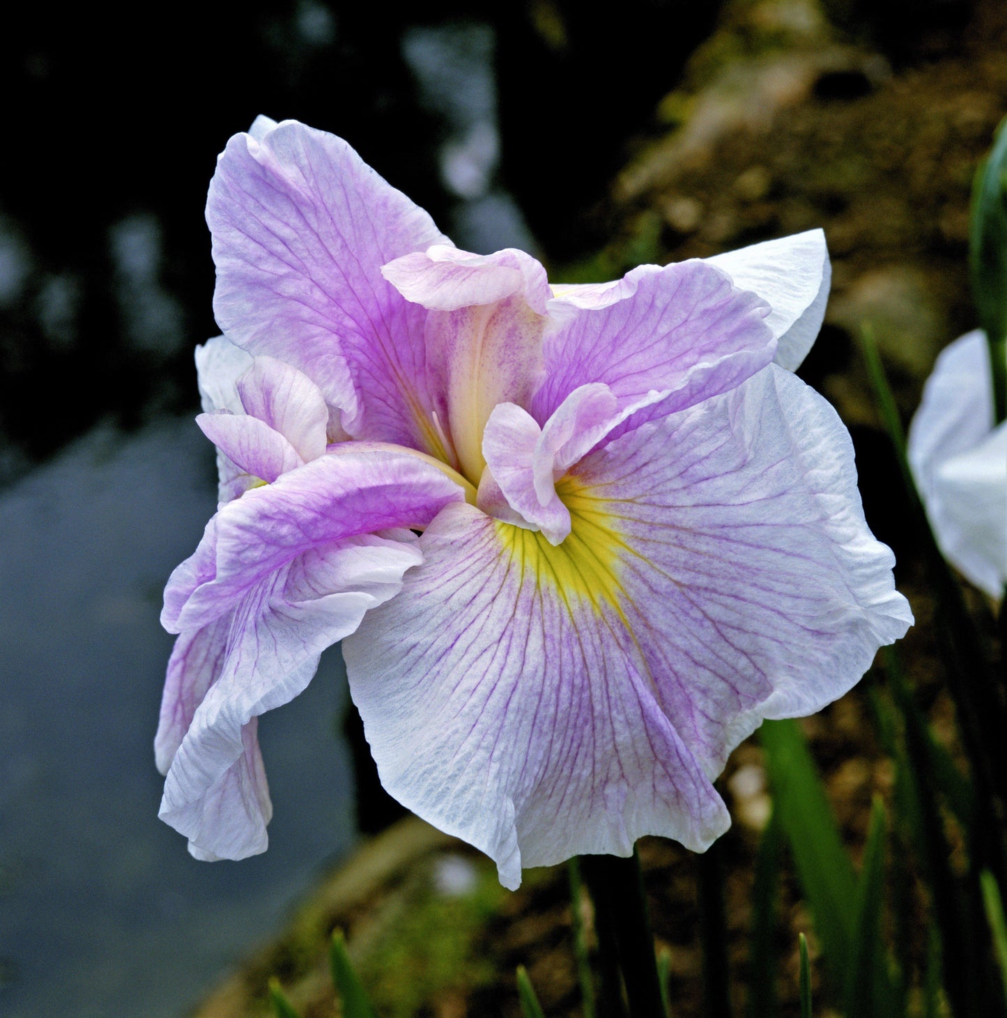 Single Japanese Iris Pink Lady with Purple Hue