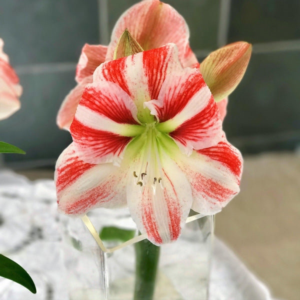 Candy Cane Amaryllis Bulbs For Sale Online | Amaryllis Clown – Easy To ...