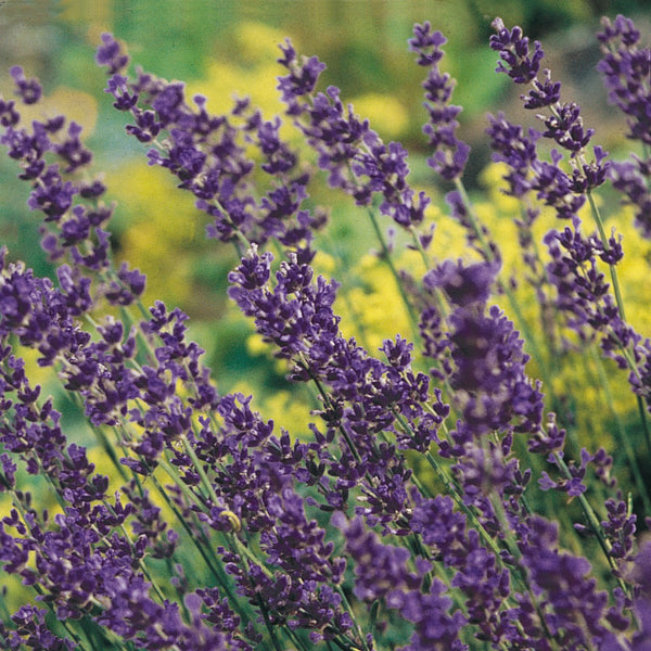 Lavender Munstead Plants For Sale Online – Easy To Grow Bulbs