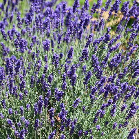 Lavender Plants For Sale Online 