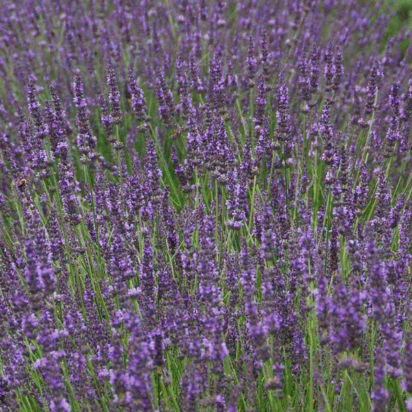 Lavender Plants For Sale Online | Lavandula (Fragrant) – Easy To Grow Bulbs