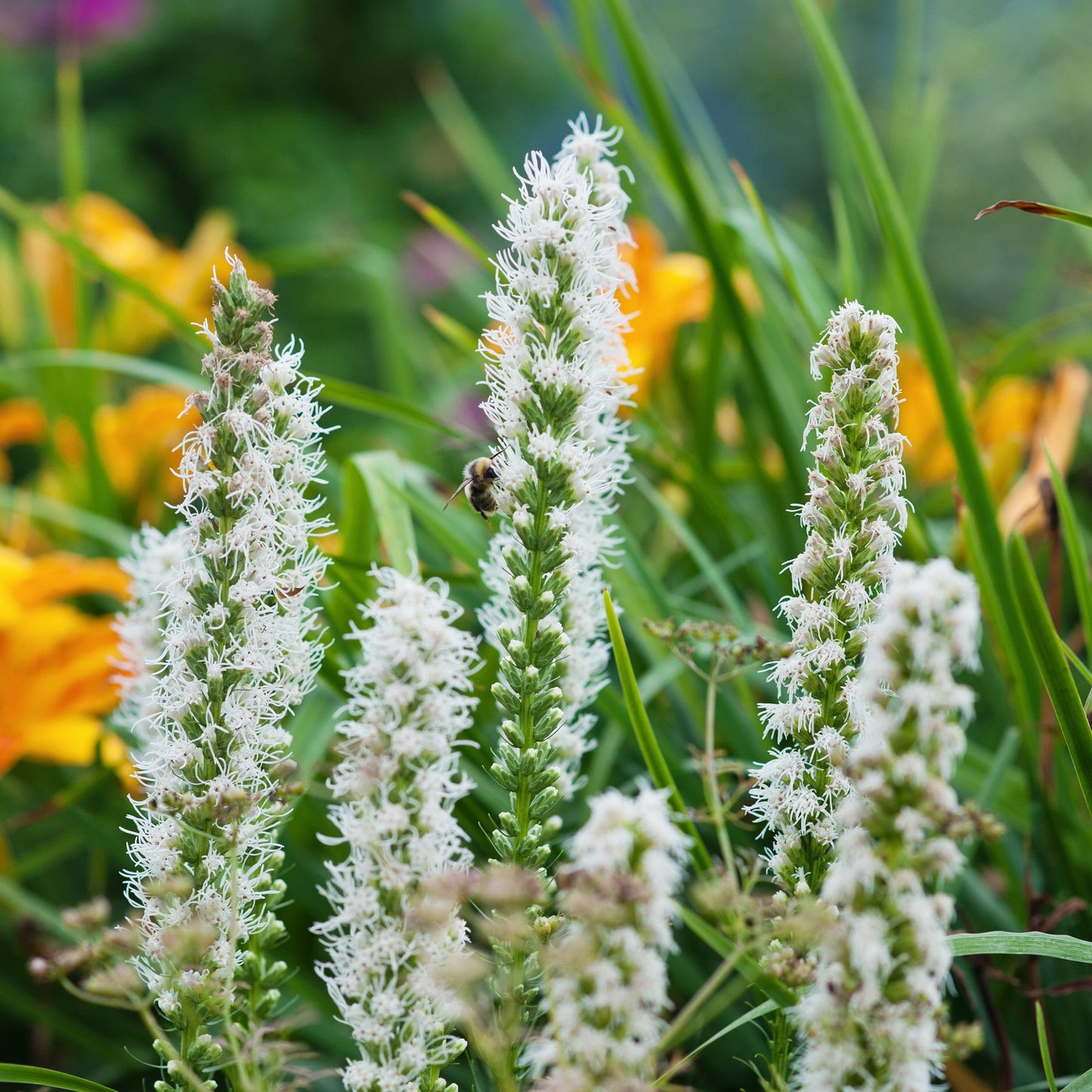 Fronds of Wispy White Liatris Alba Blooms 