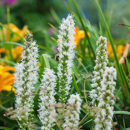 Fronds of Wispy White Liatris Alba Blooms 