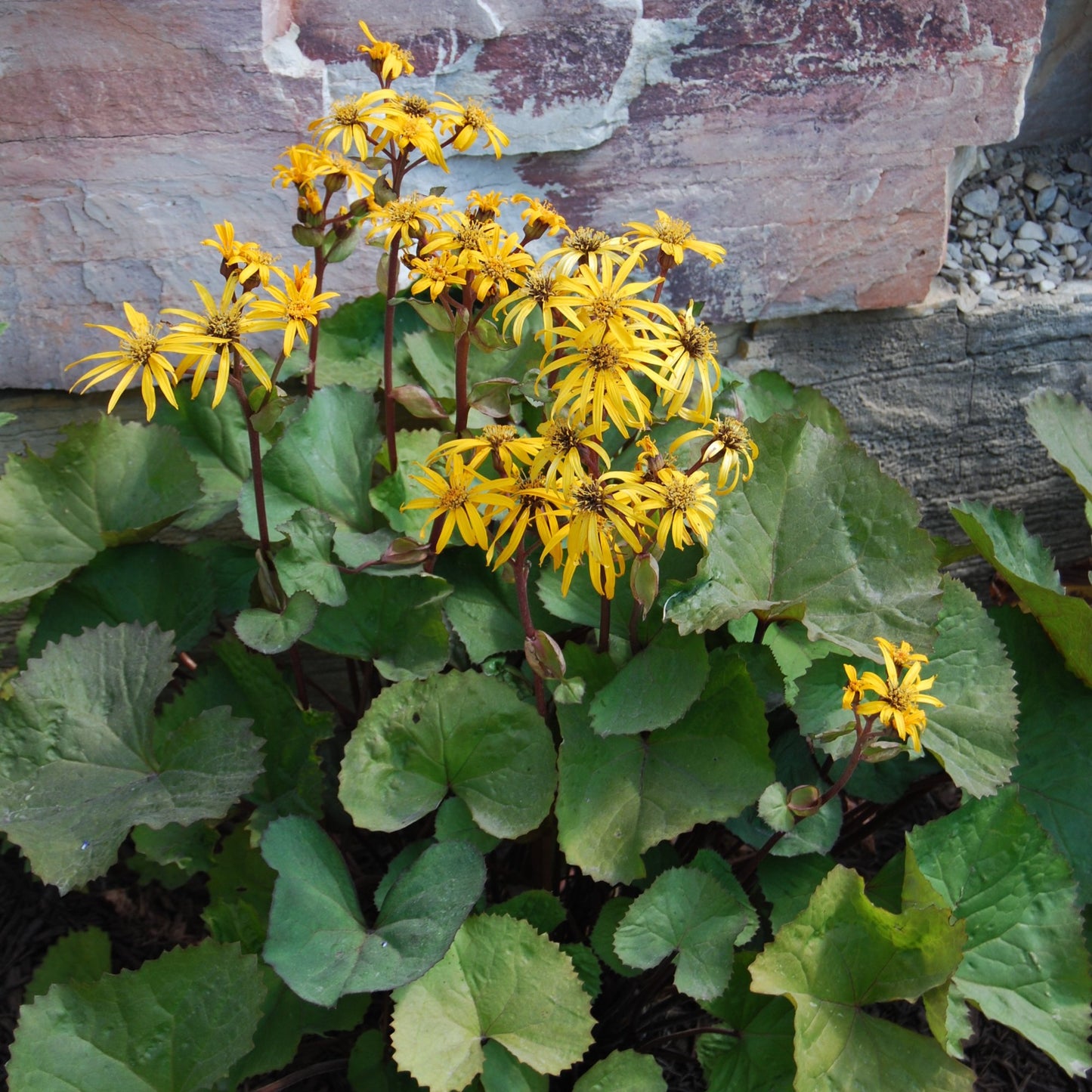 yellow flowers Othello