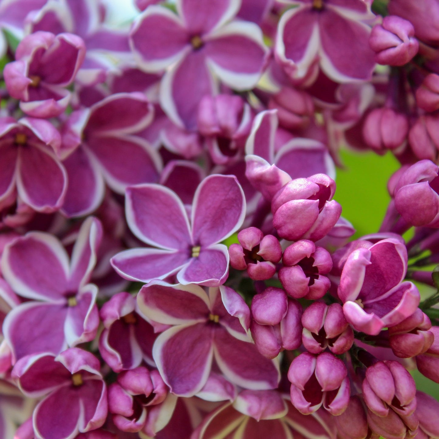 Up close of purple edged in white blooms Lilac Sensation