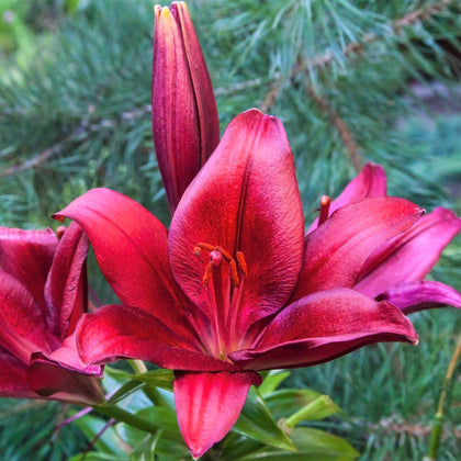 Fragrant Magenta Orienpet Lily Bulbs for Sale | Red Desire – Easy To ...