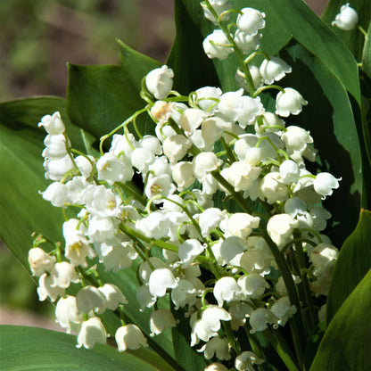 A Bunch of Tiny White Lily of the Valley Flowers