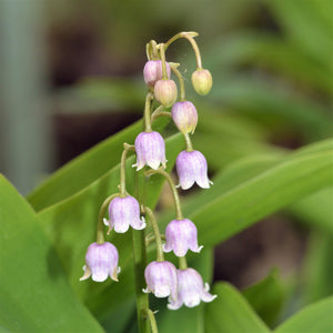 Seven Colors - Lily of The Valley 6 Pcs Fragrant Rare Lilies of The Valley  Convallaria Majalis Flower Bulbs Multifarben Perennial : : Patio,  Lawn & Garden
